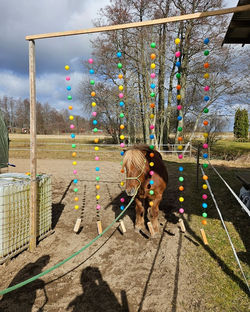 bollgardin1