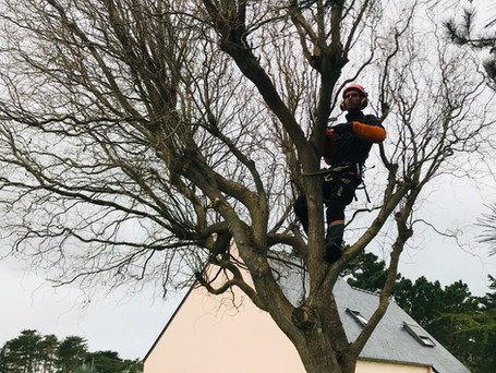 Photos Elagage | ALBIZIA PAYSAGE