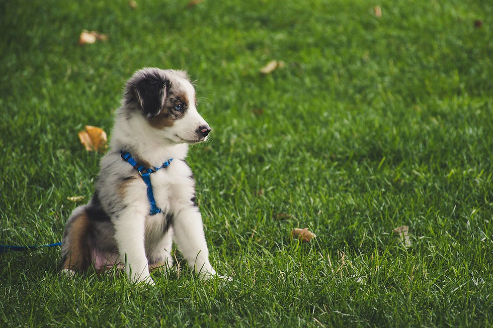 The Ultimate New Dog Owner Guide: Essential Tips for First-Time Puppy Parents