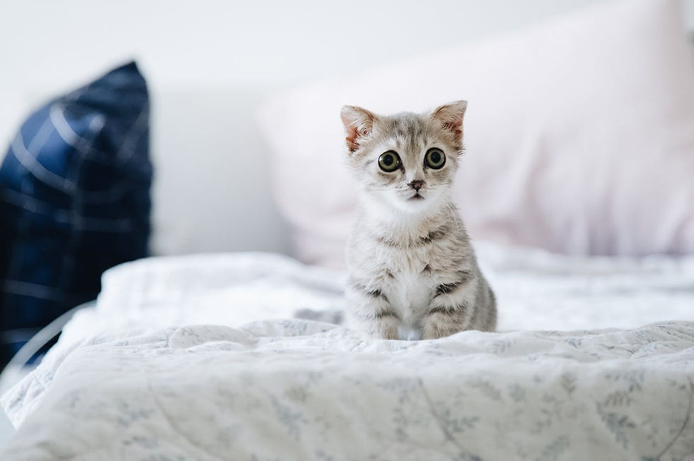 Grey and White Kitten on White Bed