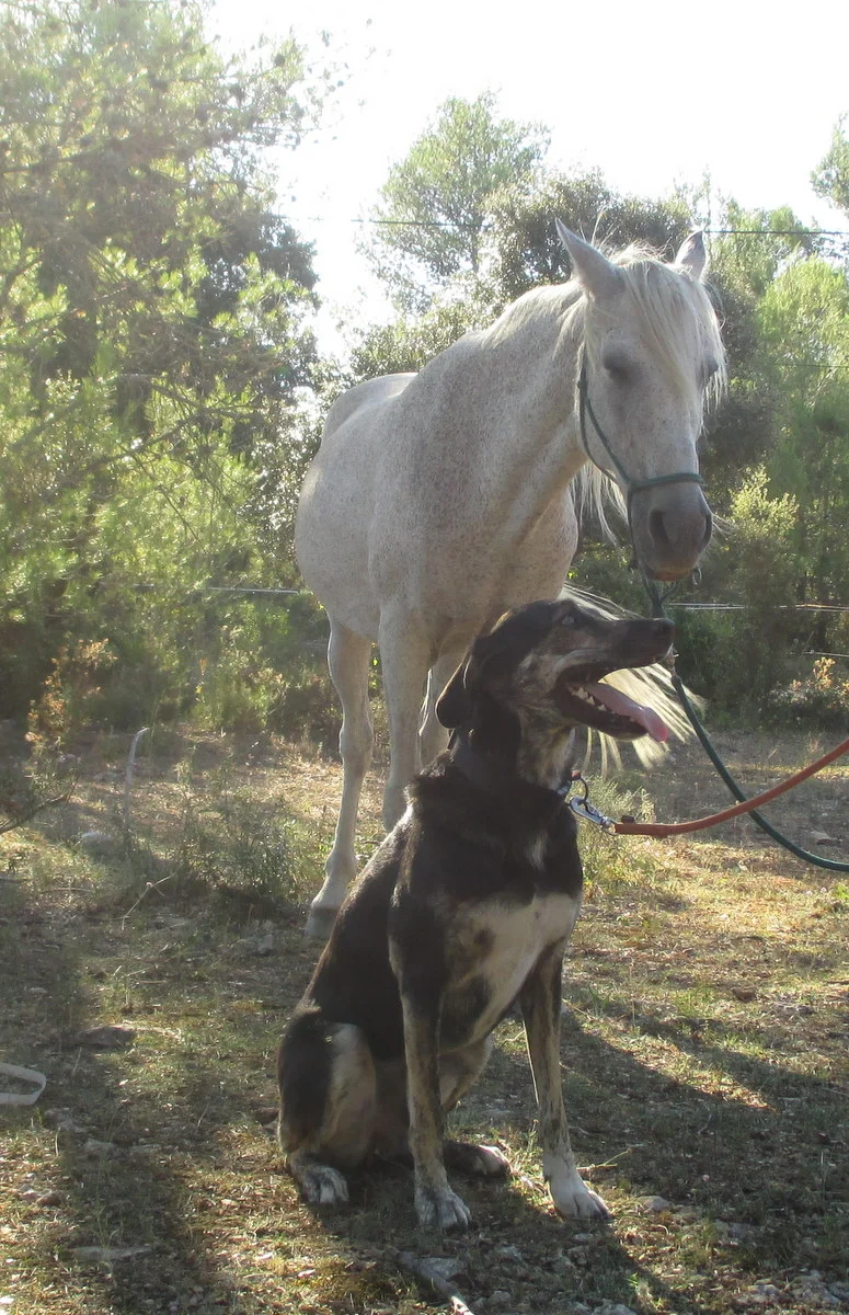 Chien assis devant un cheval