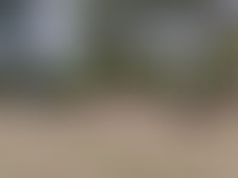 7 chiens assis en ligne