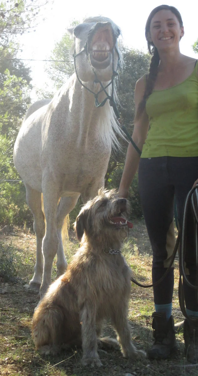 Chien assis devant un cheval qui sourit