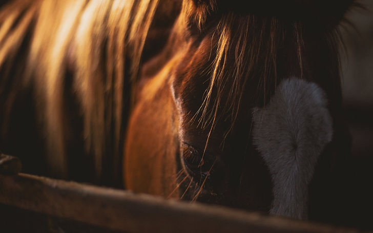Photo by Edward Eyer from Pexels