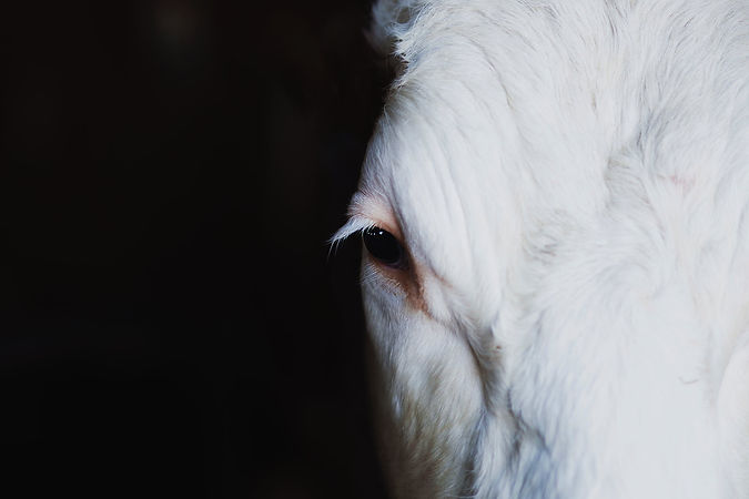 Image of a white horse retrieved from http://freestocks.org