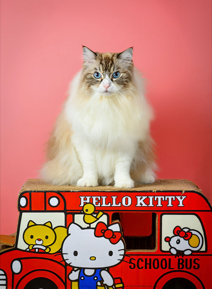 寵物攝影 Pet Photography