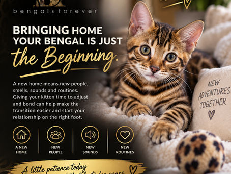 Are Bengal Cats Good Family Pets? What to Know Before Bringing One Home