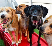 dogs at camp.jpeg