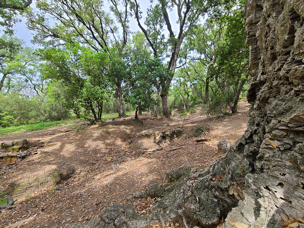 BALADE DANS DOMAINE CAP ESTEREL 2