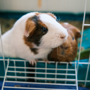 How to safely transport guinea pigs