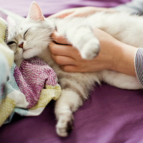 Our Vet shares tell-tale signs of cat pregnancy