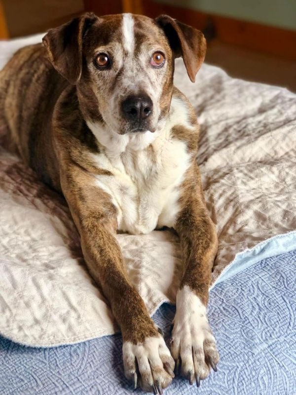 floppy eared dog