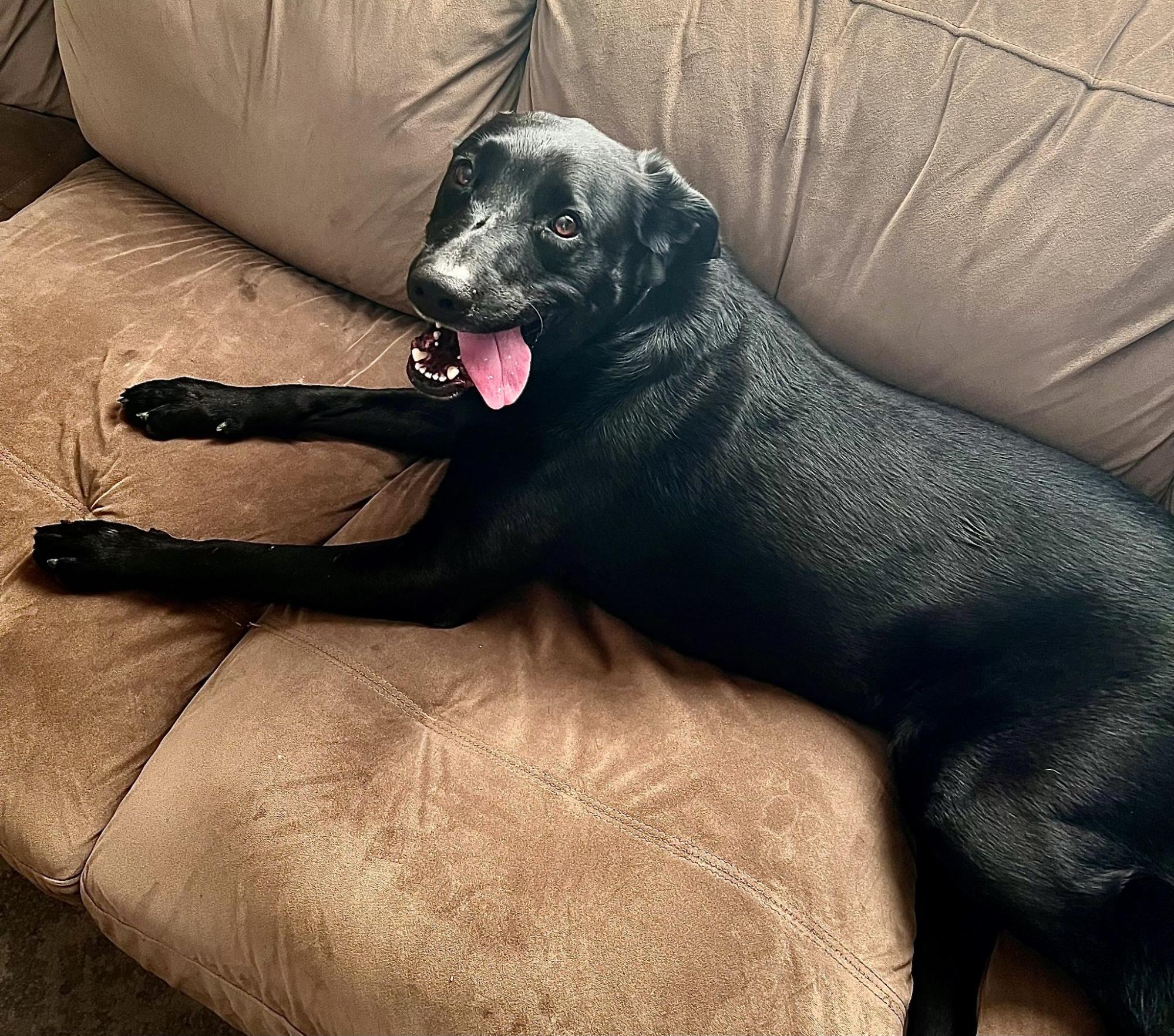 Black dog with tongue out lounges on a brown sofa, looking happy and relaxed