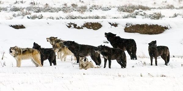 Pack of wolves