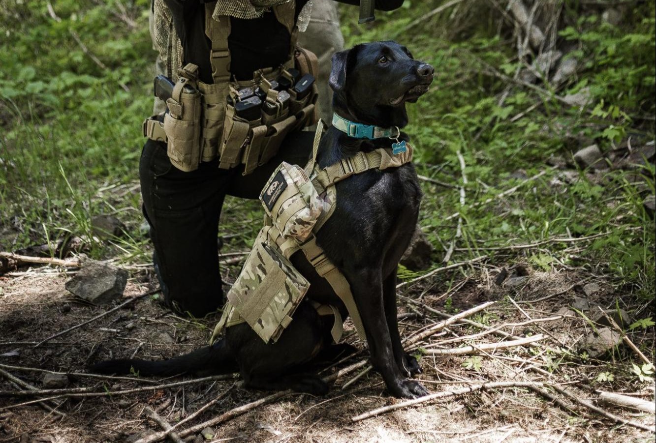 Dog wearing tactical gear. Woman wearing chest rig with pistol and mags