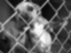 puppy.jpg