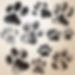 paw prints.jpg
