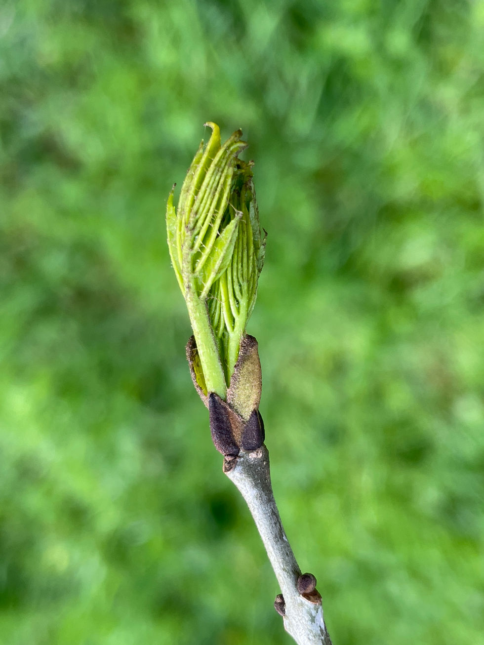 bourgeons de frêne