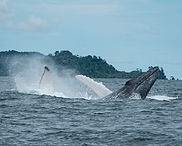 wale-jumping-bahia-solano-el-choco-colombia