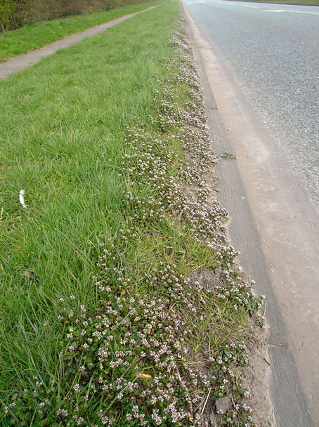 Danish Scurvy Grass DSCF5079.JPG