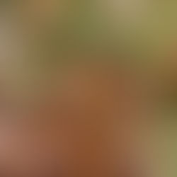 Muffins au pain d'épices-cœur chocolat