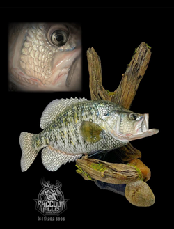 Crappie Replica/Reproduction