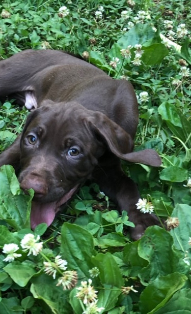 hunter point kennels