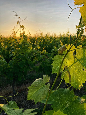 L'Empreinte - Vignes (2).jpg