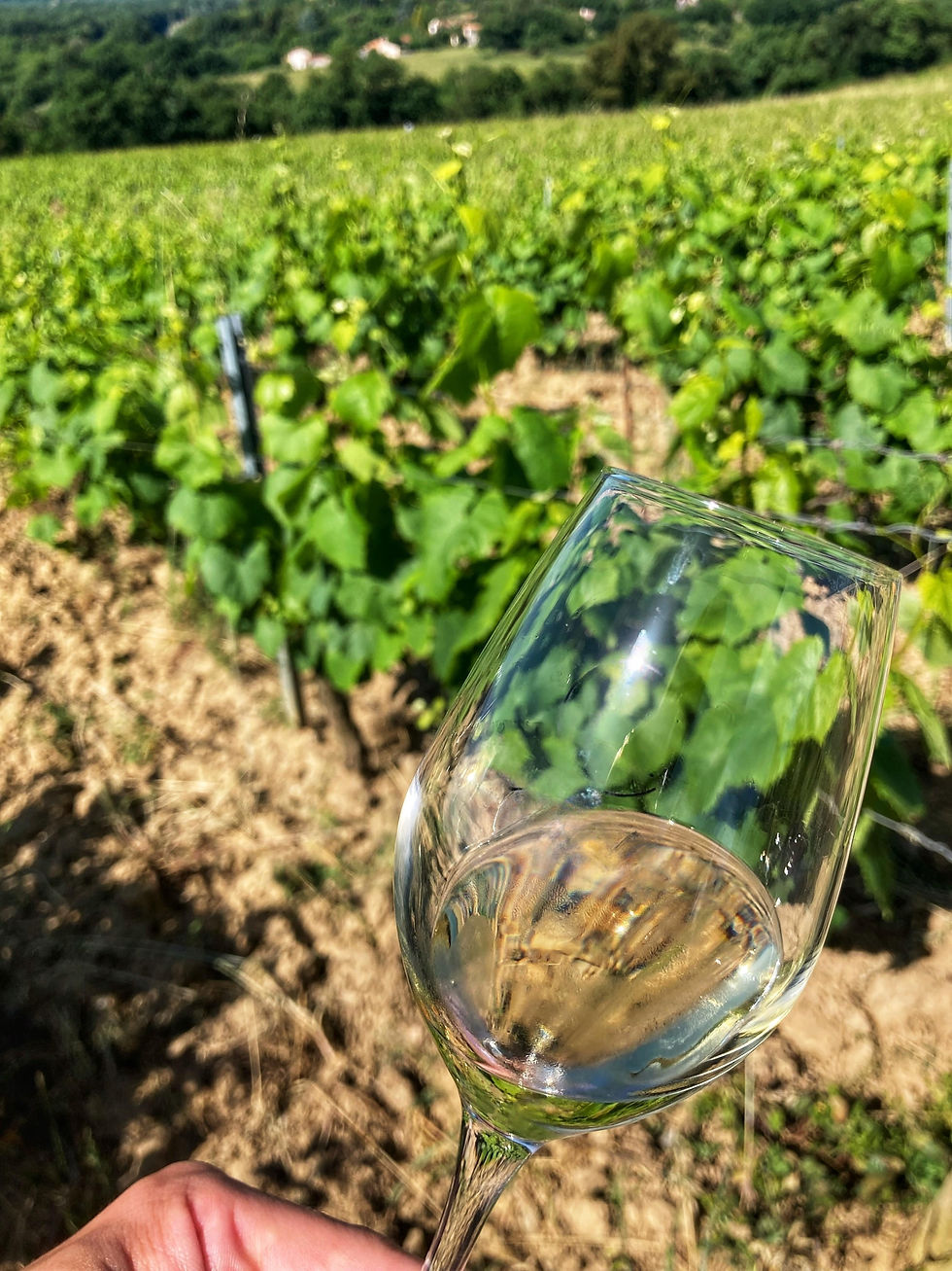 🍇 Why Muscadet Is One of France's Most Underrated Wines