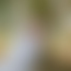 KELOWNA WEDDING PHOTOGRAPHER | NICOLE & ADAM 