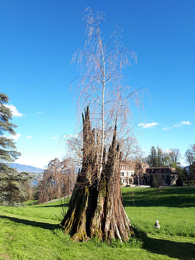 AND 24 BETULA PENDULA.jpg