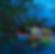 fireflies and mangrove.jpg