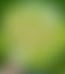 Tuna Salad Lettuce Cups