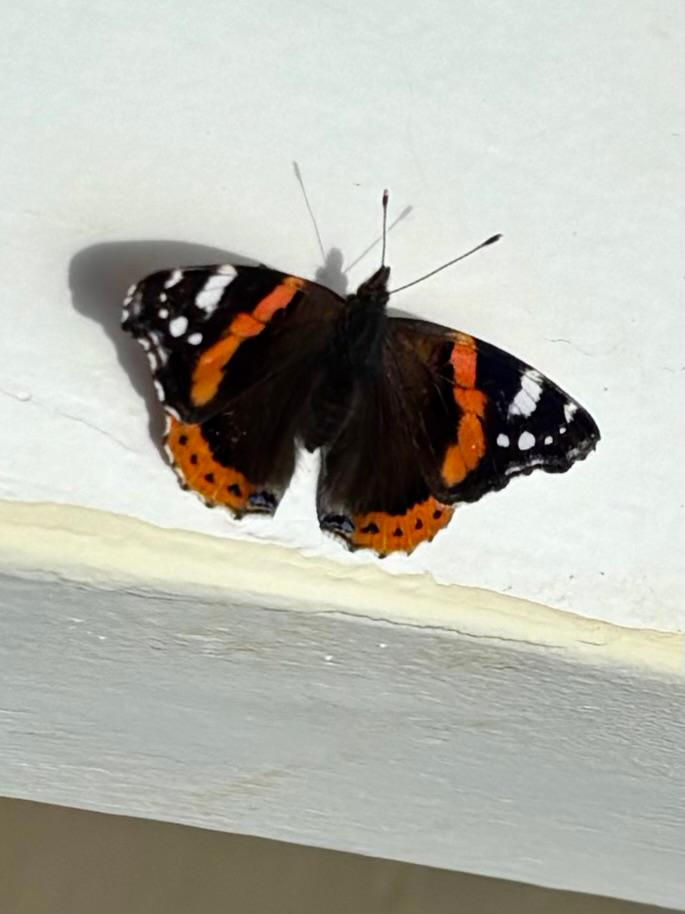 WhatsApp Image 2025-10-13 at 08.44.00_19cbe9b9.jpg