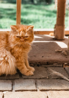 Persian and Exotic Shorthair Cats