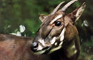Chanthasone Phommachone