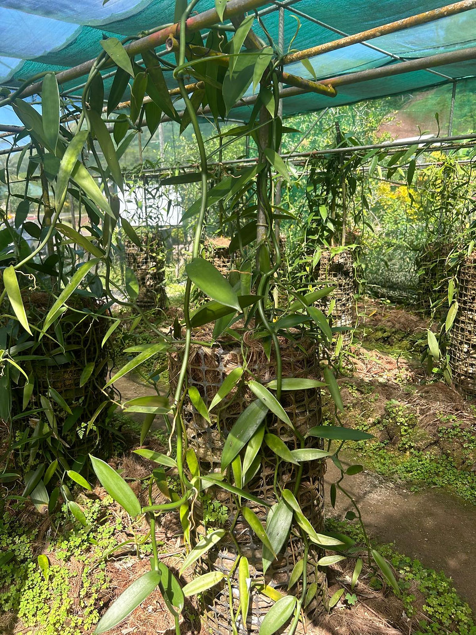 Vanilje dyrkes ved bruk av kun kokosskall