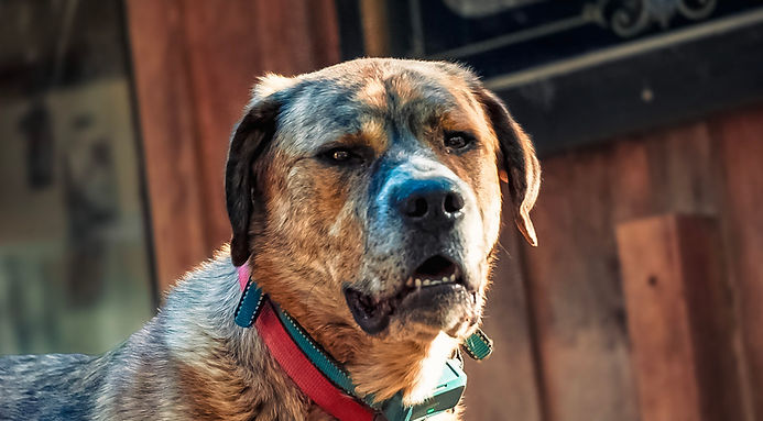 Leo