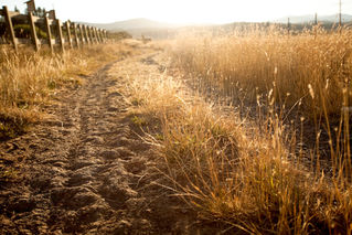 Fungos fazem grama parar de crescer por todo Brasil