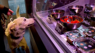 Restaurante só para cães e gatos abre em Campinas