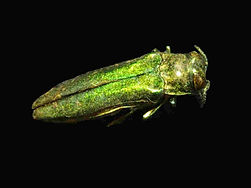 Emerald Ash Borer