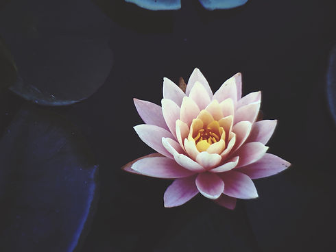 aquatic-beautiful-bloom-921703.jpg