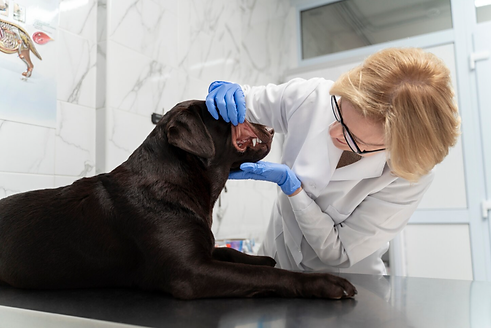 vet dog 2.png