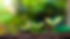 presentation-plant-germination-sequence-plant-growth-concept-suitable-external-environment