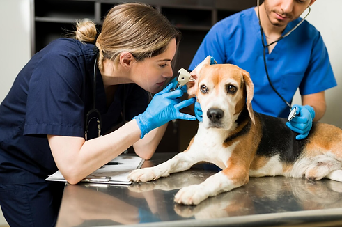 vet dog.png