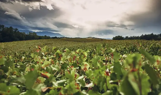 Tocco - Vineyard - Graft Wine.webp