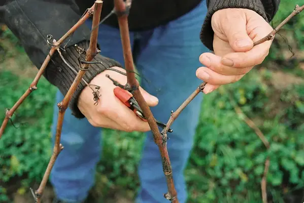Leo Charruau - Pruning - Graft Wine.webp