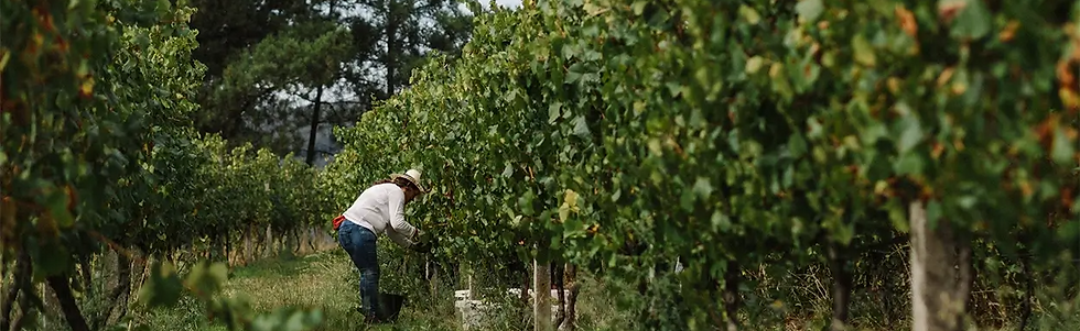 A&D Wines - Harvest - Graft Wine_edited.
