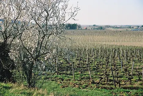 Leo Charruau - Vineyard - Graft Wine.webp