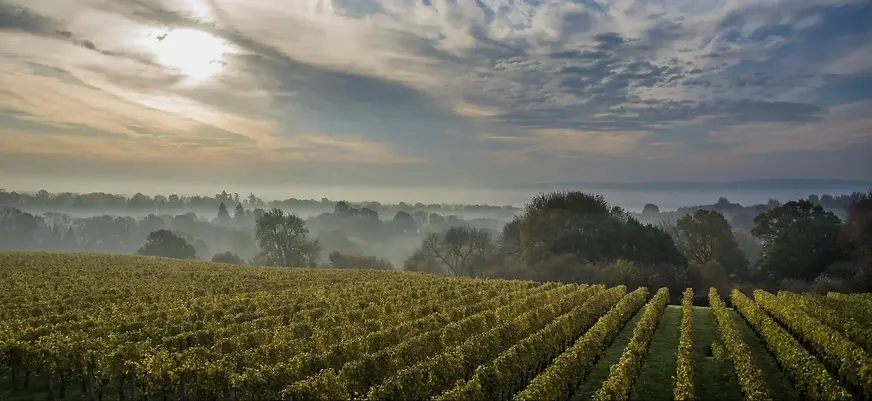 Sussex vineyard - Graft Wine.webp